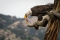 Eagle Eating Fish Royalty Free Stock Photo