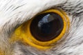 Eagle eye close-up, macro photo, eye of the Gyrfalcon, falco rusticolus Royalty Free Stock Photo