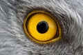 Eagle eye close-up, macro photo, eye of the male Northern Harrier