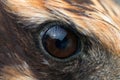 Eagle eye close-up, macro photo, eye of the Marsh harrier Circus aeruginosus