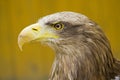 Eagle Eye - Sand beak Royalty Free Stock Photo