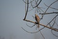 EAGLE EYE ON THE TREE Royalty Free Stock Photo