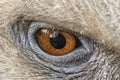 Eagle eyes closeup, eyes of a Griffon vulture