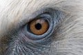 Eagle eyes closeup, eyes of a Griffon vulture