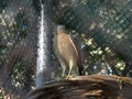 Eagle facing otherside