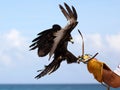 Eagle falconry, raptor hunting training in Mexico Royalty Free Stock Photo