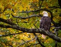 Eagle In Fall Oak Tree Fall Colors Loking Majestic Royalty Free Stock Photo