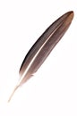 eagle feather Royalty Free Stock Photo
