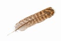 Eagle feather Royalty Free Stock Photo