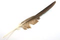 Eagle feather Royalty Free Stock Photo