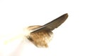 Eagle feather Royalty Free Stock Photo