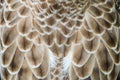 Eagle feather detail Pattern and Closeup feather Royalty Free Stock Photo