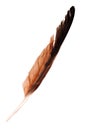 Eagle feather on white background Royalty Free Stock Photo