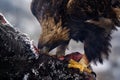 Eagle feeding cow, detail portrait with bill in the carcass meat with fur coat. Feeding bird behavior. Golden eagle with carcass