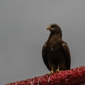 Eagle feeding, national entertainment in Harar, Ethiopia