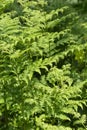 Eagle fern