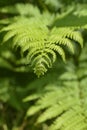 Eagle fern