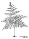 Eagle fern illustration, drawing, engraving, ink, line art, vector