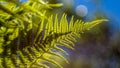 Eagle fern (Pteridium aquilinum)