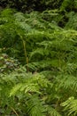 Eagle Fern