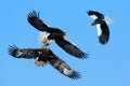 Eagle fight on the blue sky. Wildlife action behaviour scene from nature. Eagle flying with fish. Beautiful Steller`s sea eagle