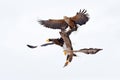 Eagle fight with fish. Winter scene, birds of prey. Big eagles, snow sea. Flight White-tailed eagle, Hokkaido, Japan, Asia. Action