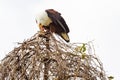 Eagle fisherman eats prey. Lake Baringo, Kenya