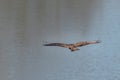 An eagle fisherman flying and searching for his prey, a boat on a dry lake