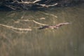 An eagle fisherman flying and searching for his prey, a boat on a dry lake