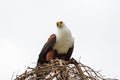 Eagle fisherman near the nest with prey. Lake Baringo, Kenya