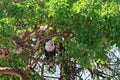 Eagle fisherman on shore of Grumeti River, Serengeti