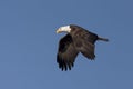 Eagle flaps its wings in the sky. Royalty Free Stock Photo