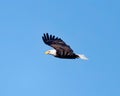 American Bald Eagle begins to hunt after having its turn at nesting