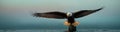 Eagle flies with spread wings and hunts prey against sky and sea background at sunset. Copy space for advertising text Royalty Free Stock Photo