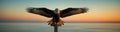 Eagle flies with spread wings and hunts prey against sky and sea background at sunset Royalty Free Stock Photo