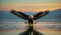 Eagle flies with spread wings and hunts prey against sky and sea background at sunset Royalty Free Stock Photo