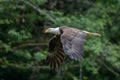 an eagle flies through the woods near some trees and bushes