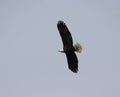 Eagle in Flight