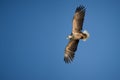 Eagle in Flight