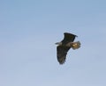 Eagle in Flight Royalty Free Stock Photo