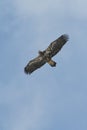 Eagle in Flight Royalty Free Stock Photo