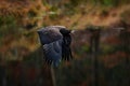 Eagle flight above the autumn forest lake, Germany in Europe. Nature wildlife, bir fly with open bill