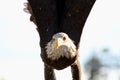 Eagle in flight Royalty Free Stock Photo