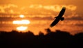 Eagle in flight at Sunset Royalty Free Stock Photo