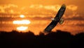 Eagle in flight at Sunset Royalty Free Stock Photo