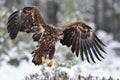 Eagle in flight. Bird of prey. Eagle landing. Royalty Free Stock Photo