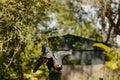 Eagle in flight at Currumbin Wildlife Park