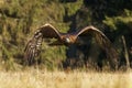 Eagle in flight. Golden eagle, Aquila chrysaetos, flying with spread wings over forest meadow. Majestic bird of prey hunting Royalty Free Stock Photo