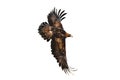 Eagle in flight. Golden eagle, Aquila chrysaetos, flying with widely spread wings isolated on white background. Majestic bird.