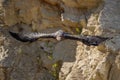 Eagle in flight. Golden eagle, Aquila chrysaetos, glides with widely spread wing down from rock. Majestic bird in beautiful nature